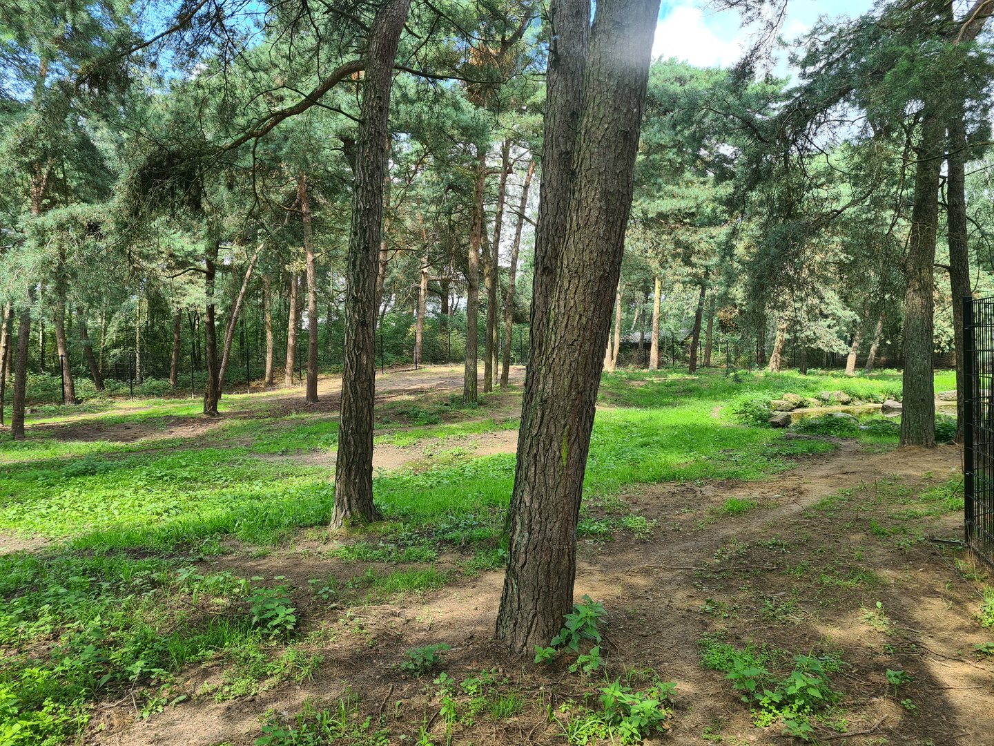 Giant Spotted hyena enclosure