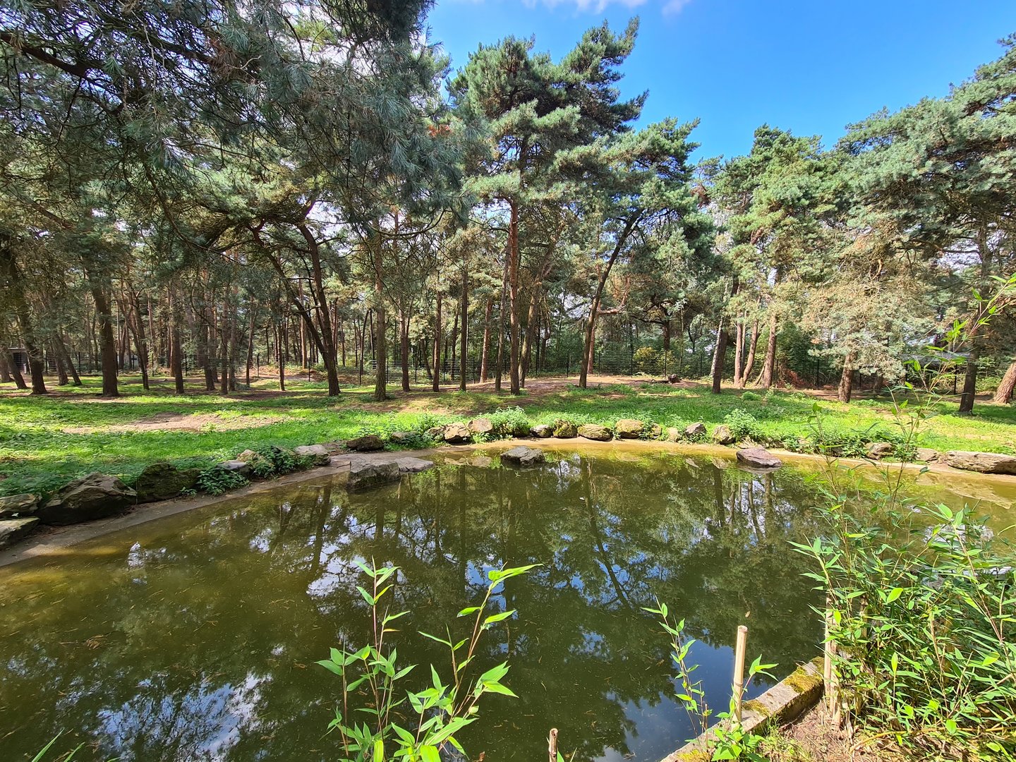 Giant Spotted hyena enclosure