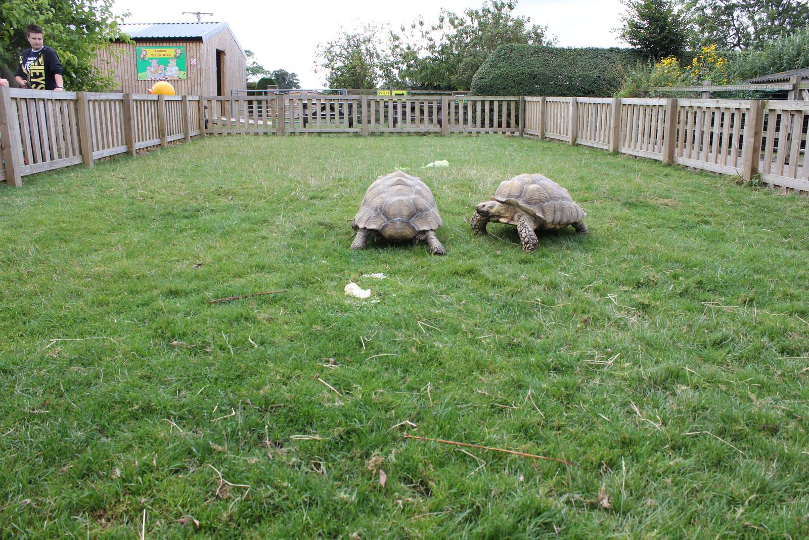 Giant Spurred Tortoise enclosure 15-8-14