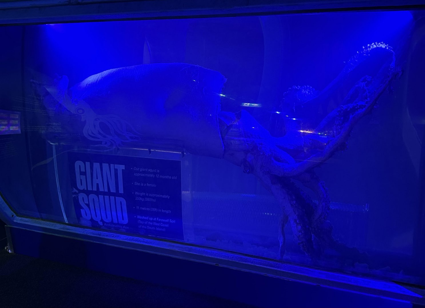 Giant squid (Architeuthis dux)