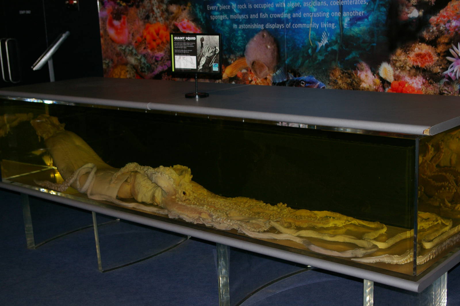 giant squid (Architeuthis sp.)