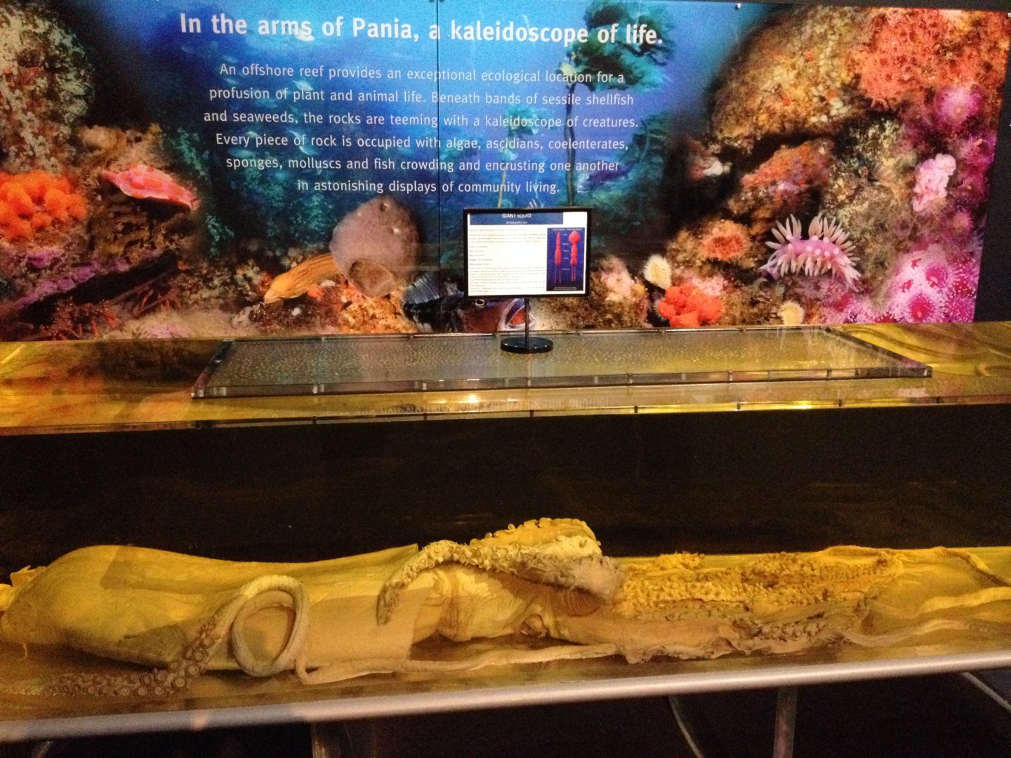 Giant Squid display