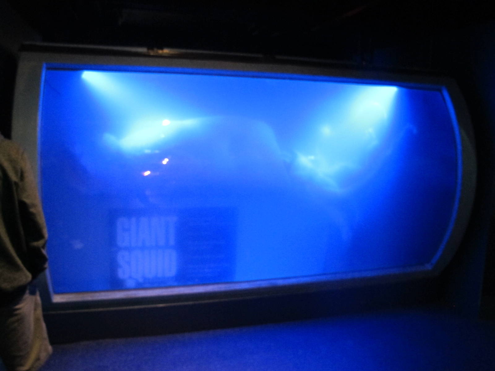 Giant Squid - Kelly Tarlton's 2012