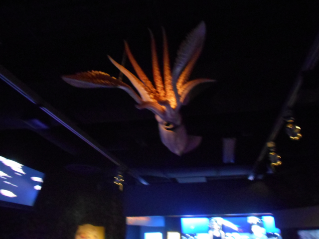 Giant squid model