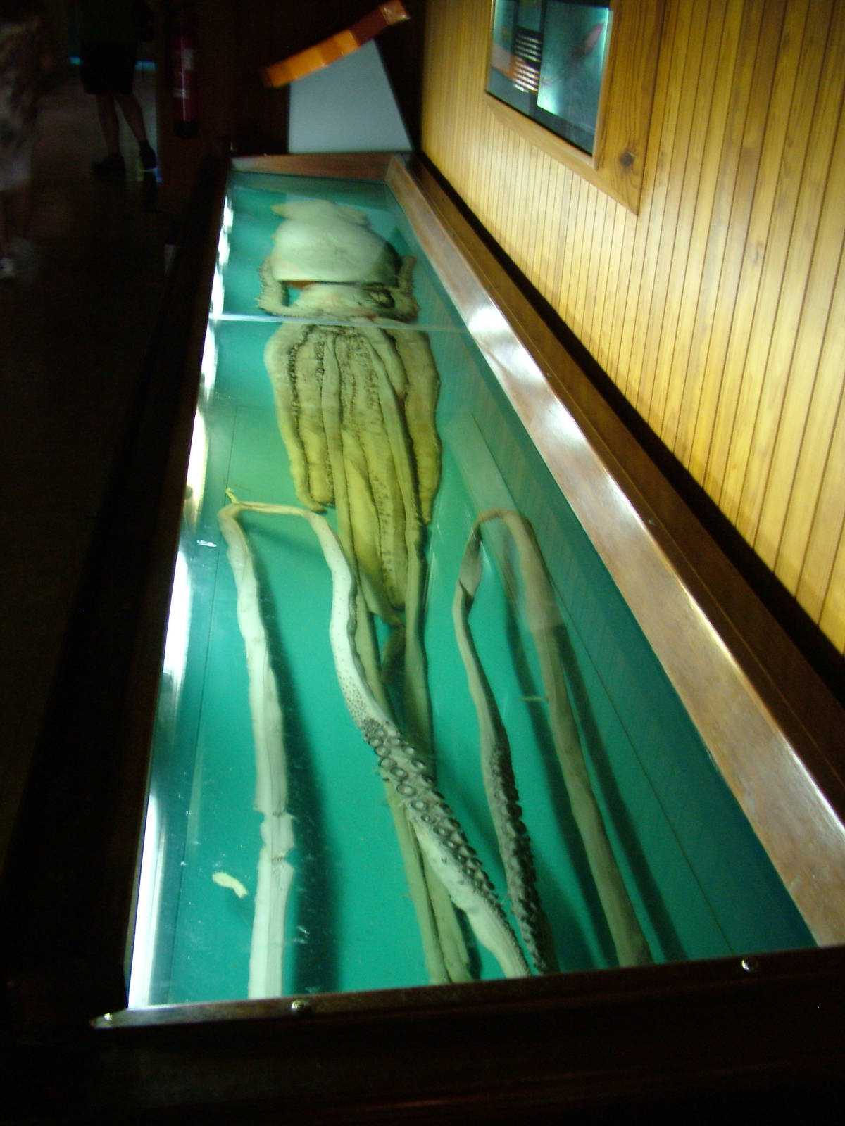 Giant Squid - Museum Displays at Vasco da Gama Aquarium, 25/05/11