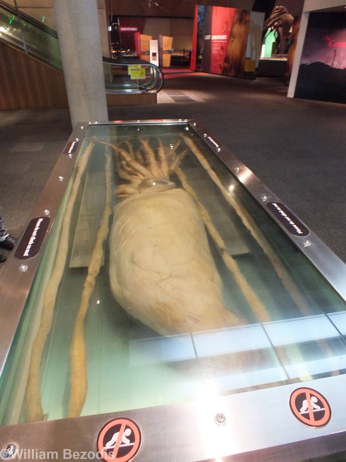 Giant Squid - Queensland Museum