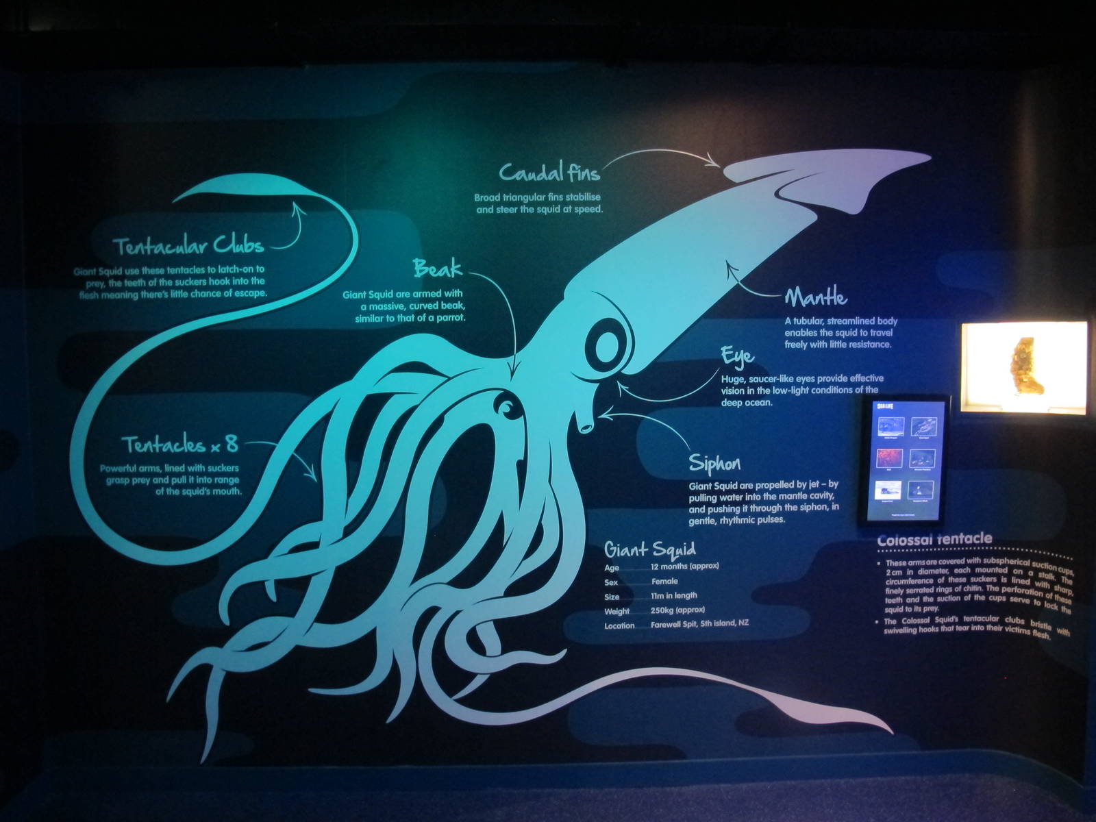 Giant Squid Signage - Kelly Tarlton's 2012