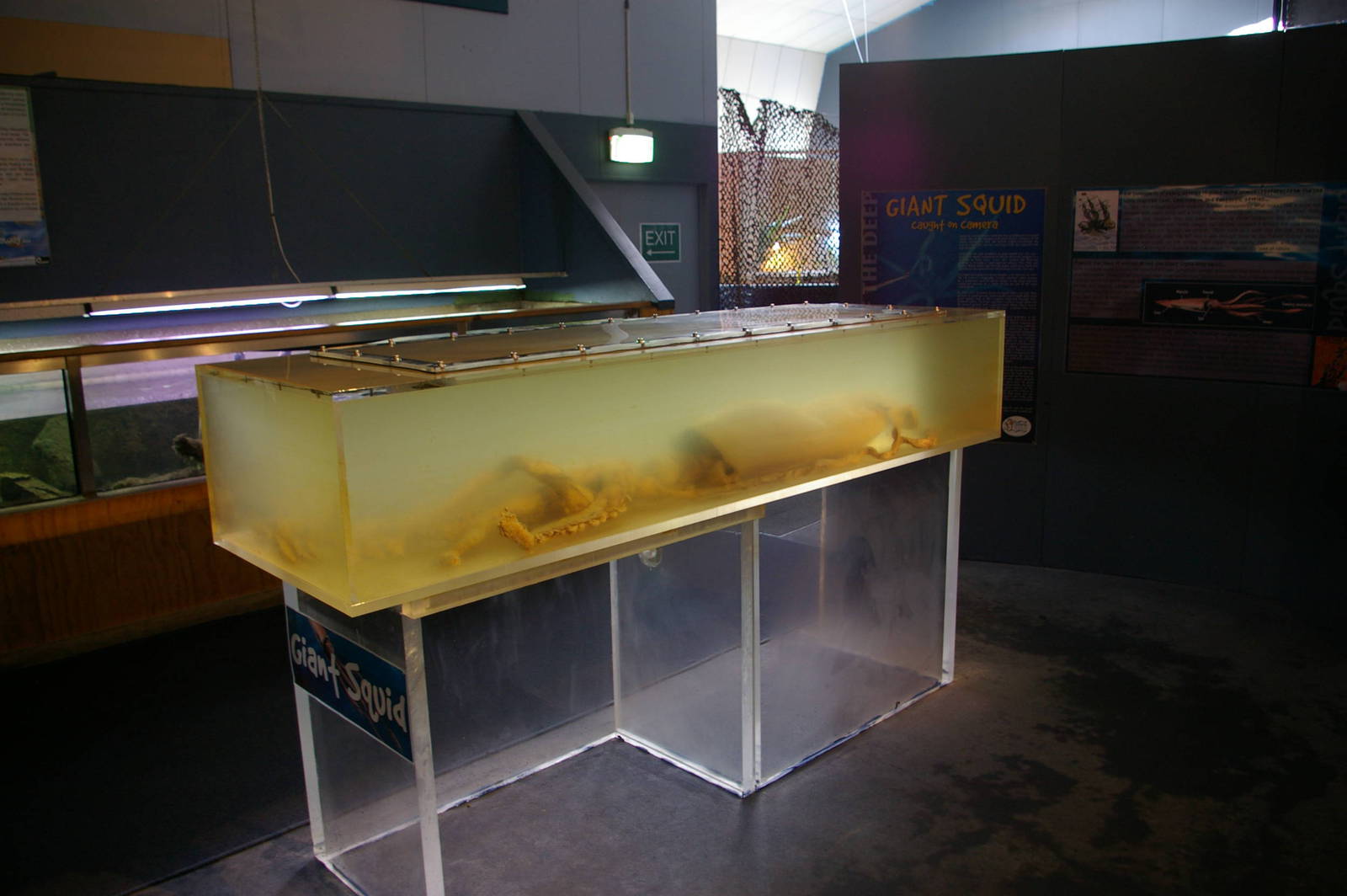 giant squid specimen