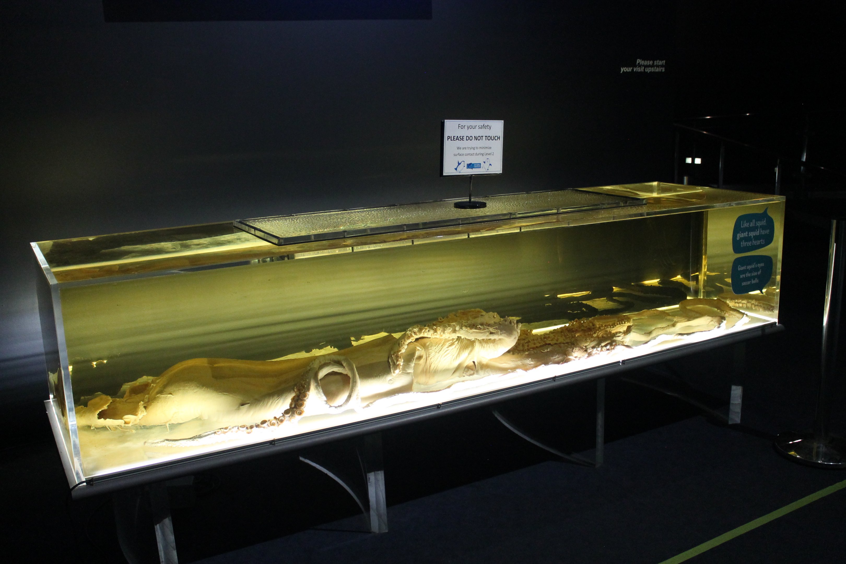 Giant Squid specimen