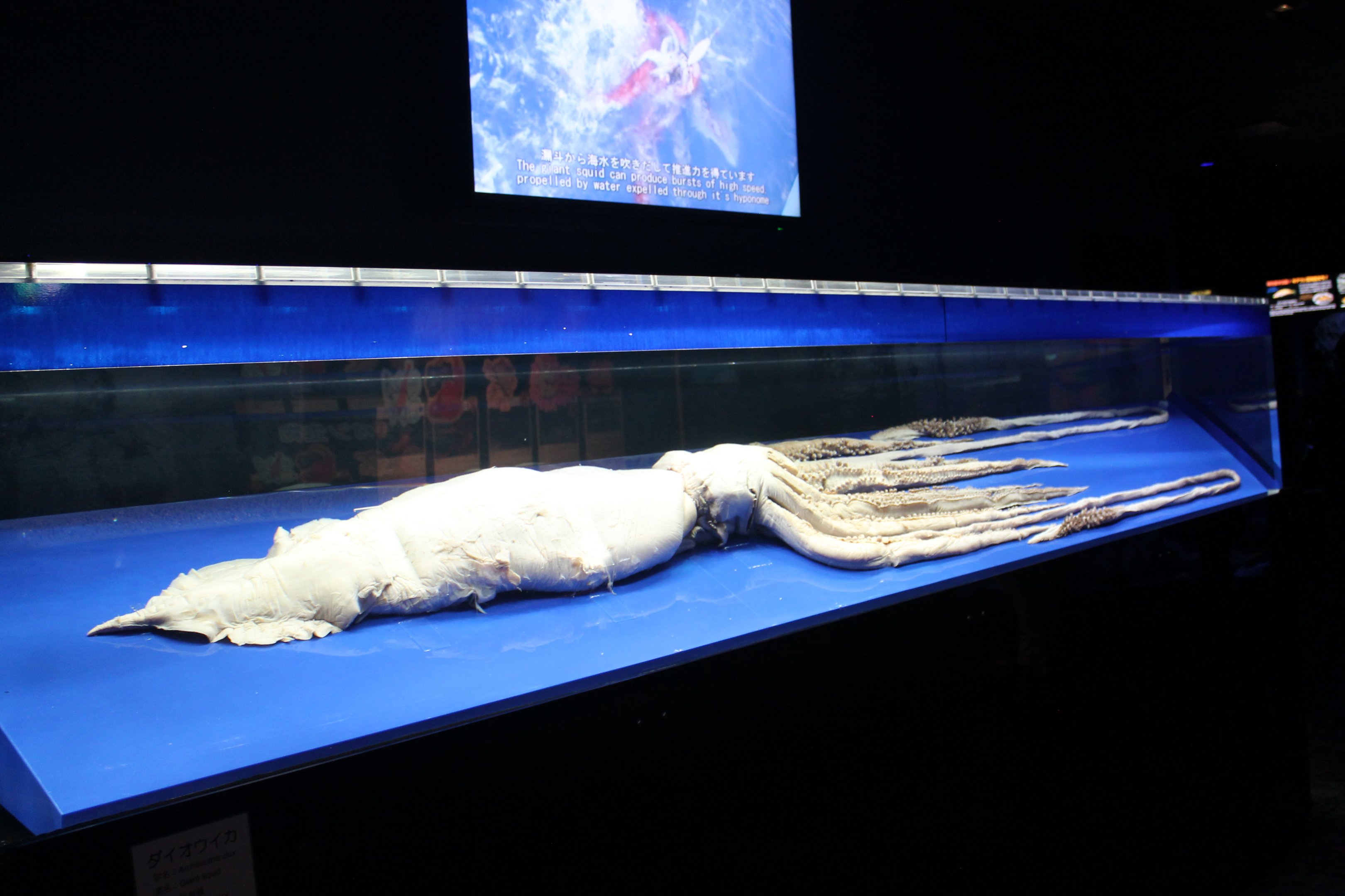 Giant Squid specimen