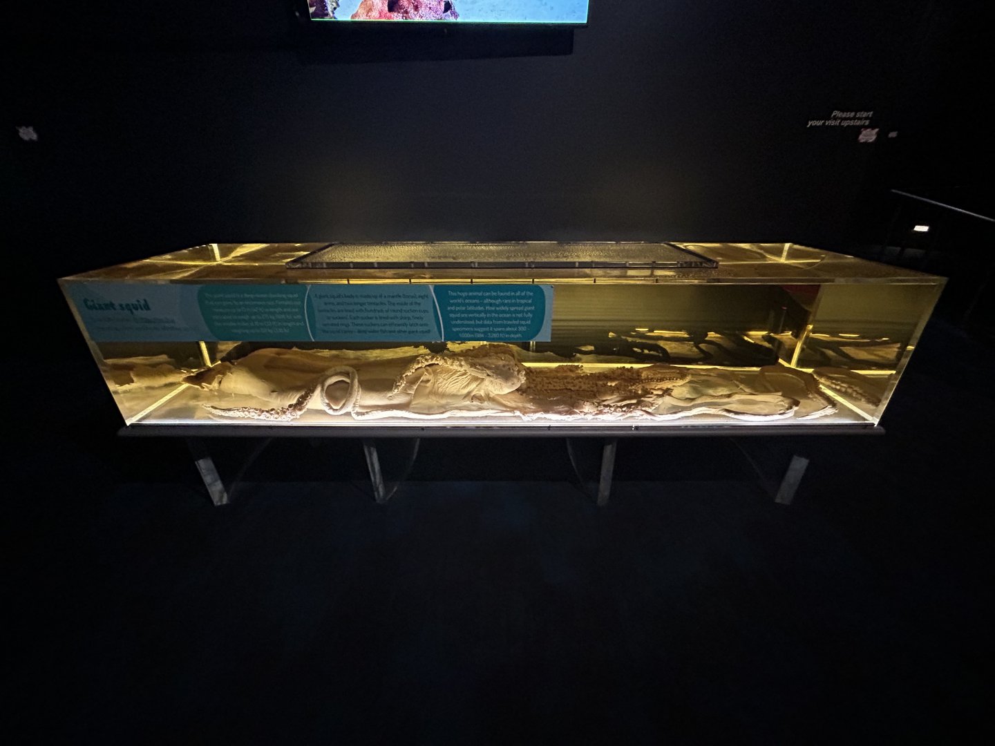 Giant Squid Specimen