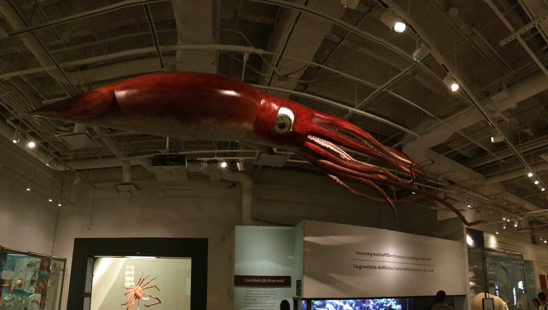 Giant Squid