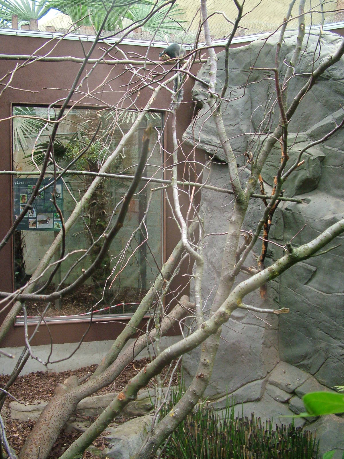 Giant Squirrel Exhibit at the RSCC, 31/07/10