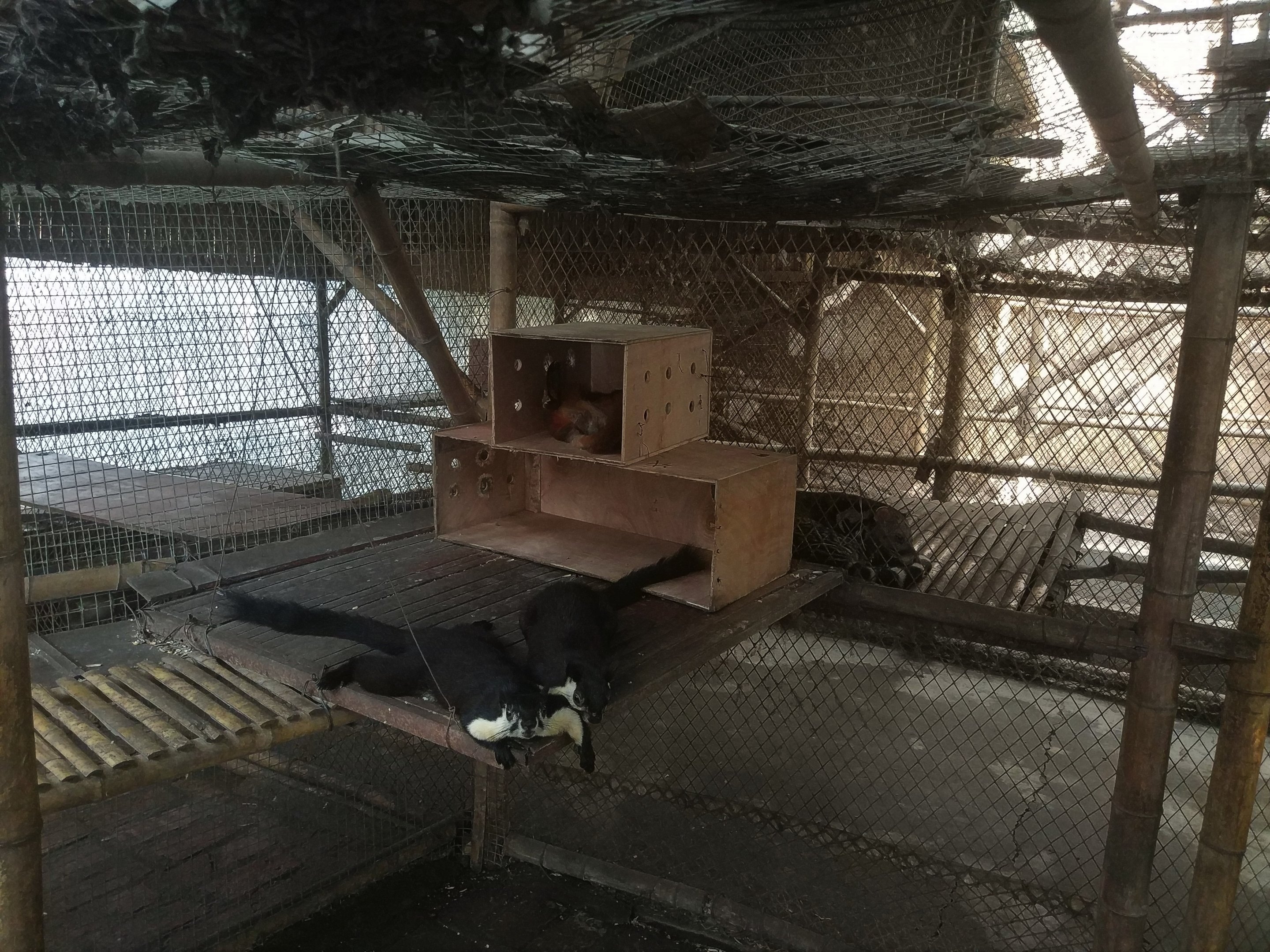 Giant Squirrel Exhibit