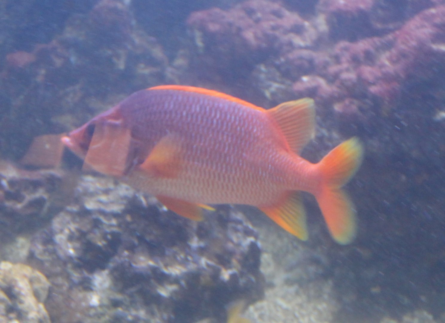Giant squirrelfish - Sargocentron spiniferum