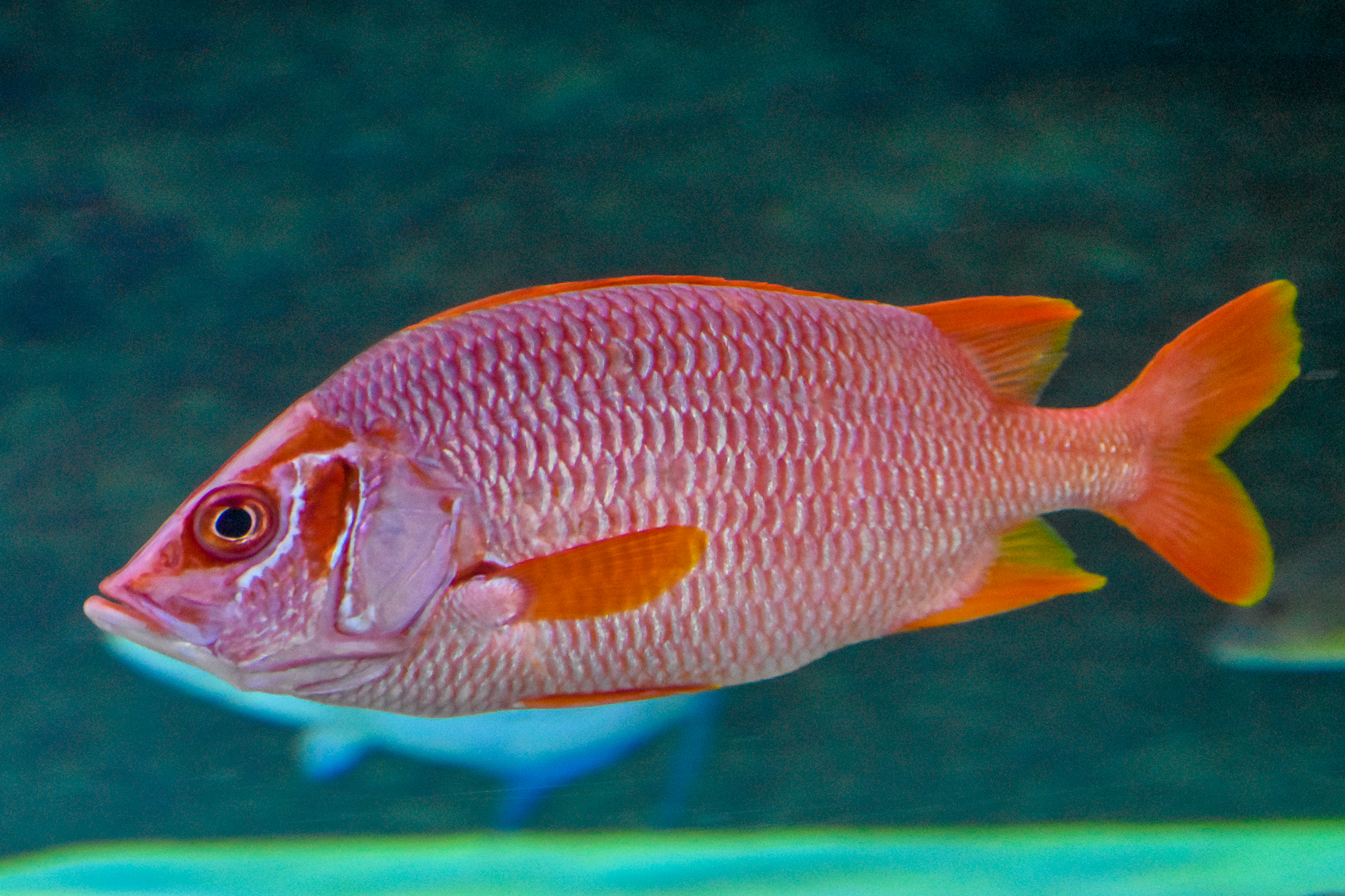 Giant Squirrelfish (Sargocentron spiniferum)
