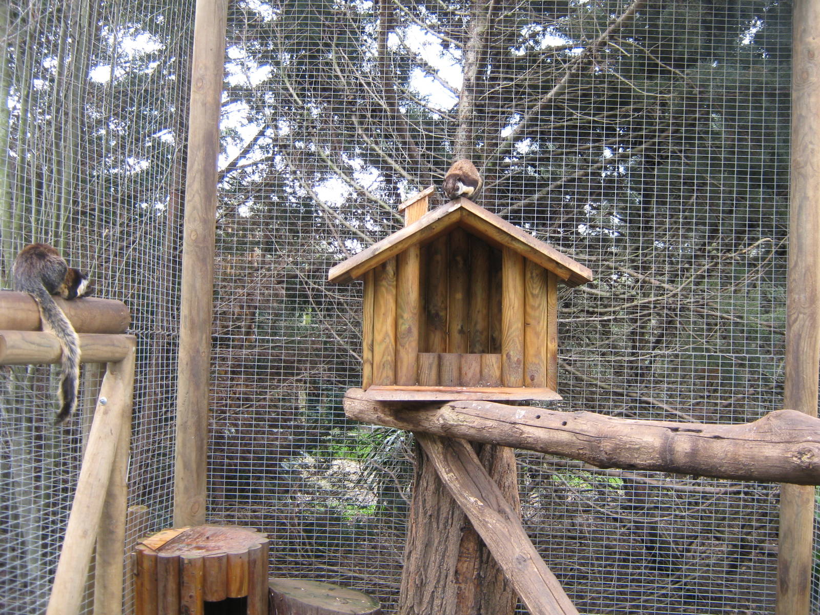 Giant squirrell Ratufa bicolor 2013