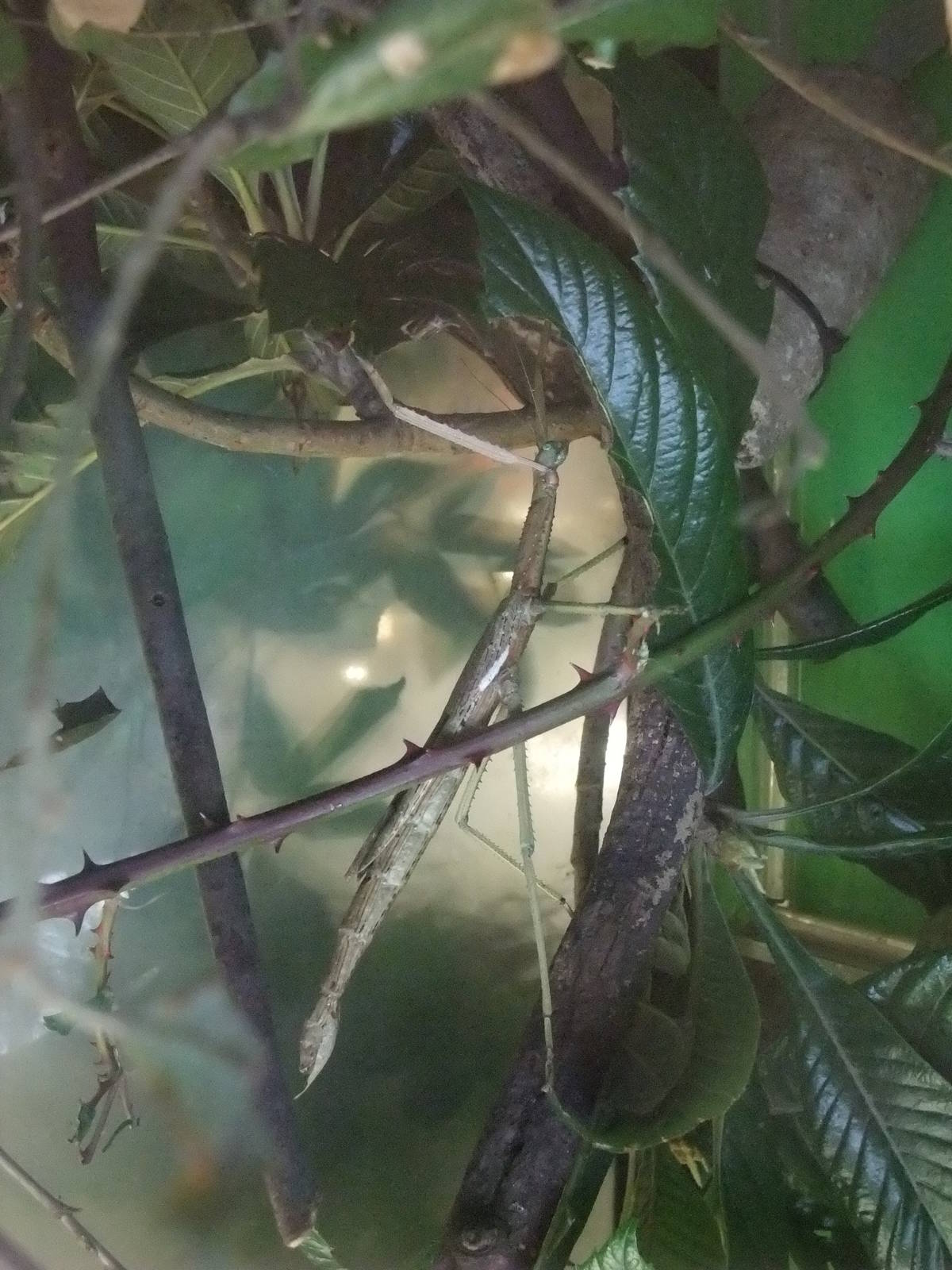 Giant Stick Insect at London, 16/11/11