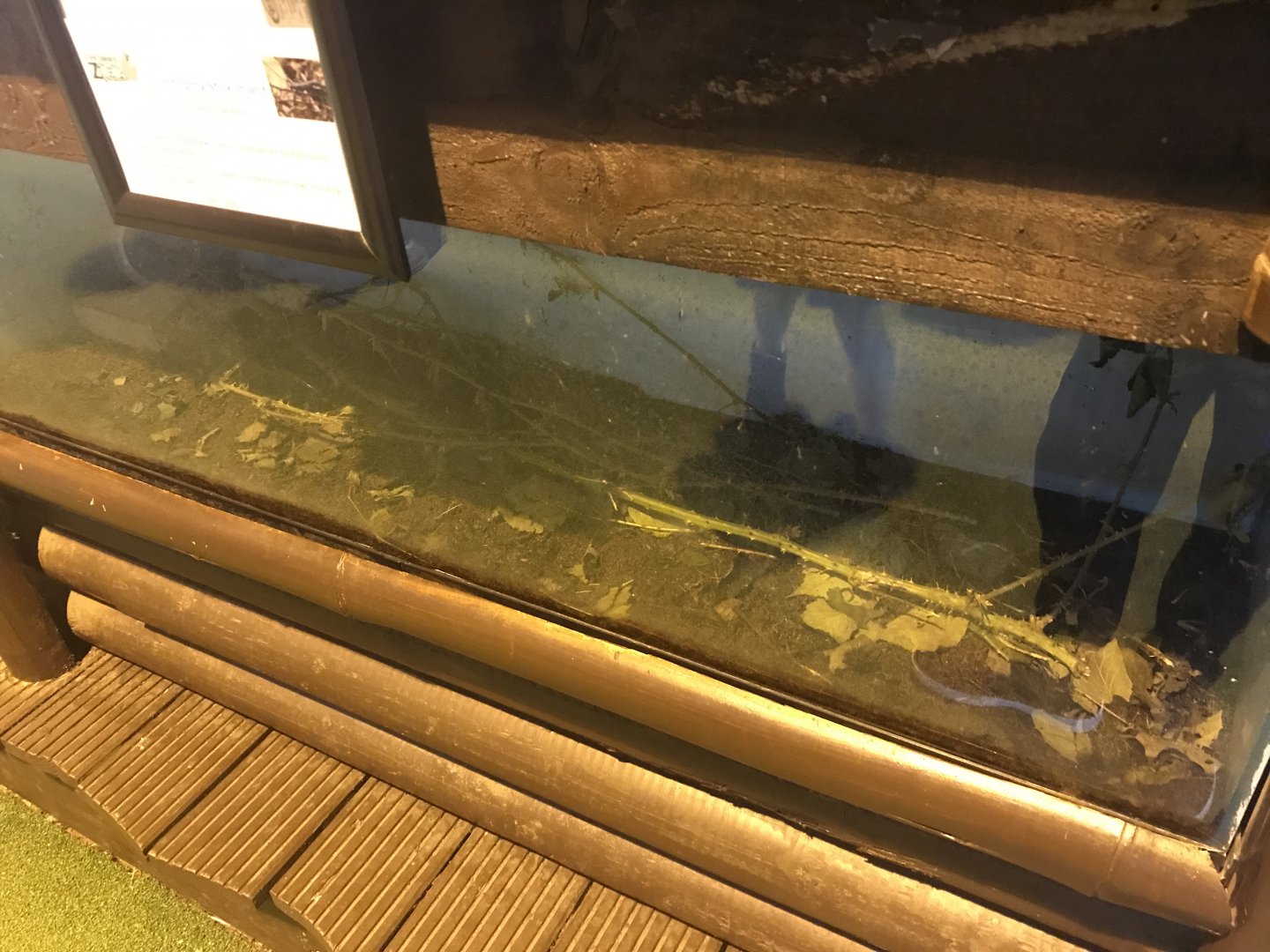 Giant stick insect enclosure