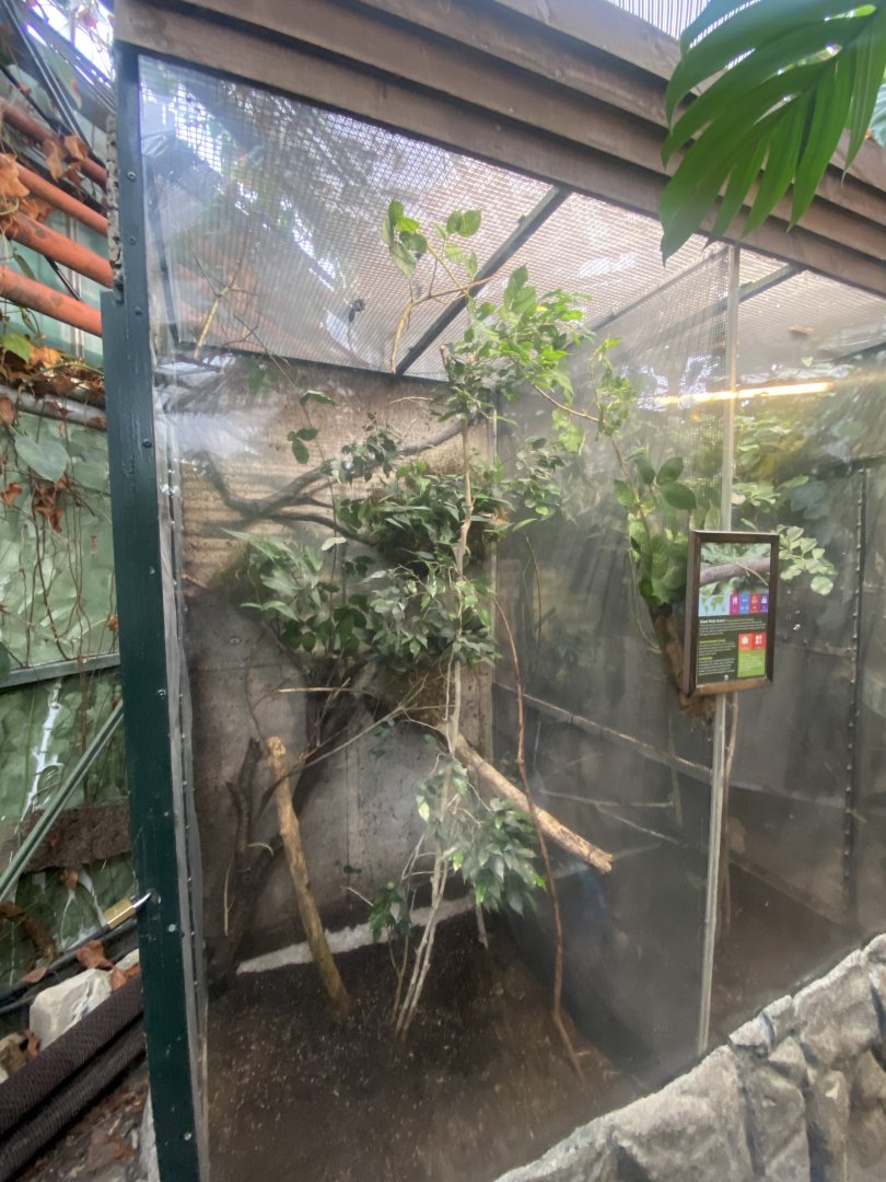 Giant stick insect exhibit 050924