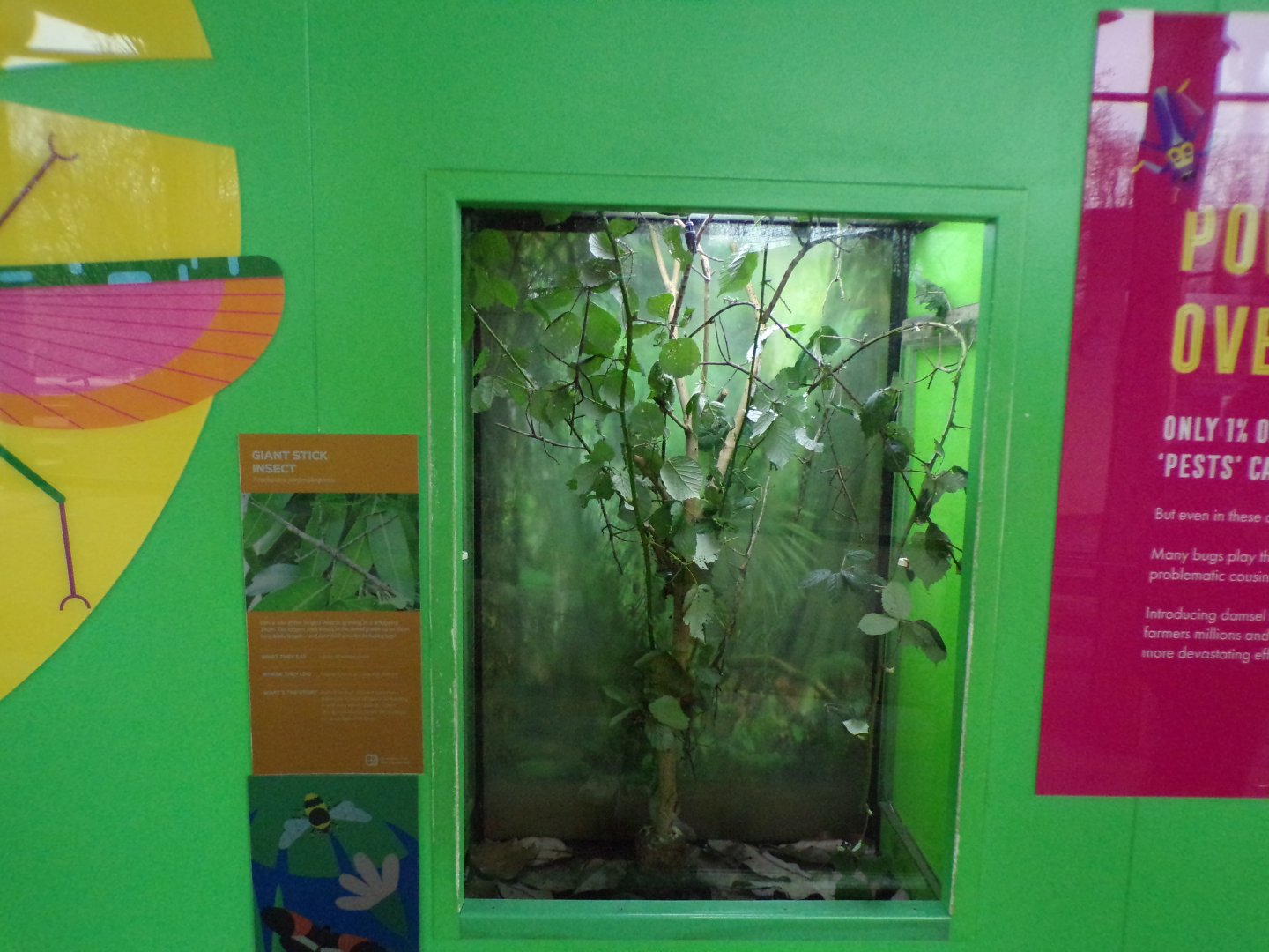 Giant stick insect exhibit 11.2.25