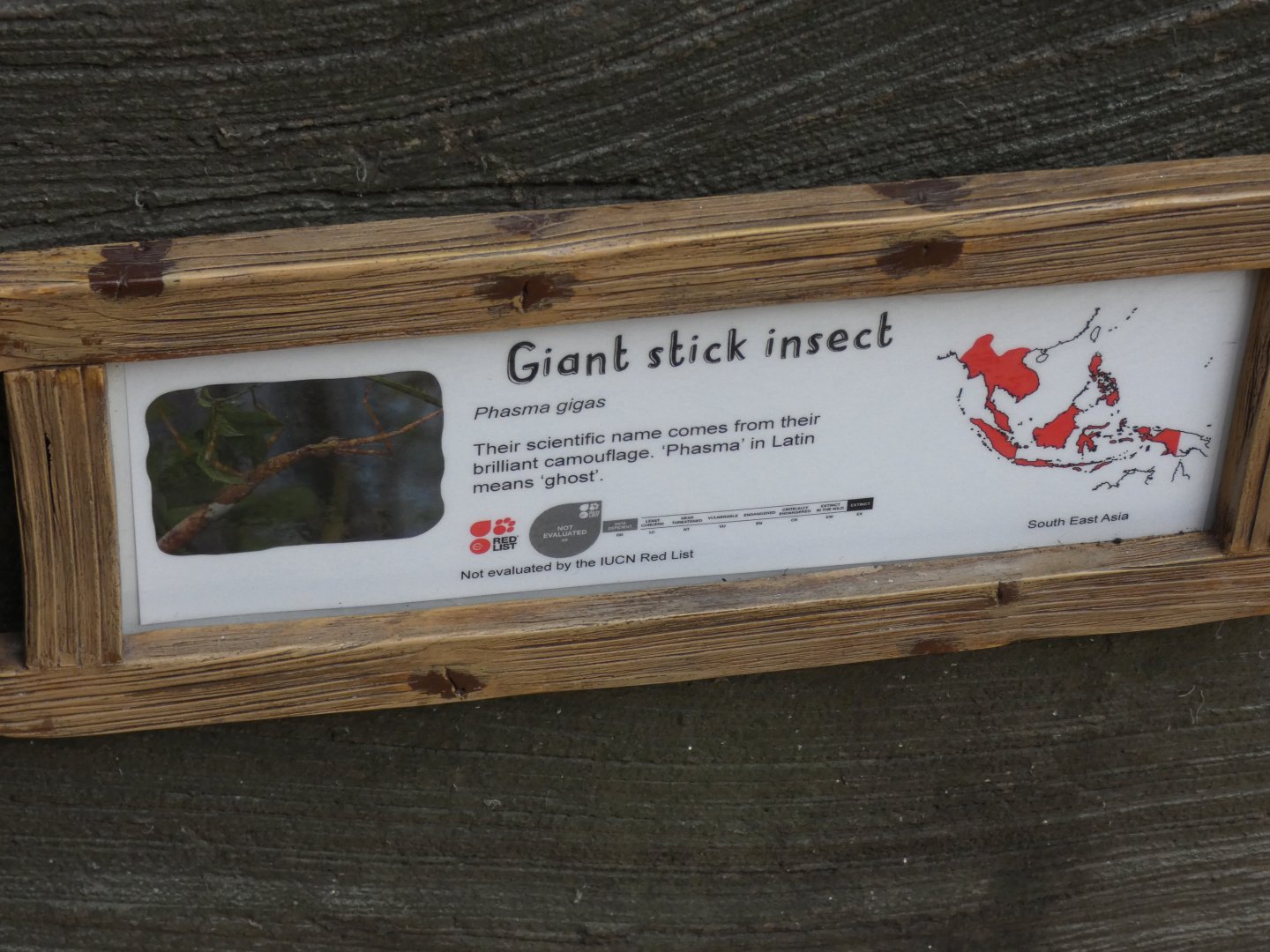 Giant Stick Insect Signage