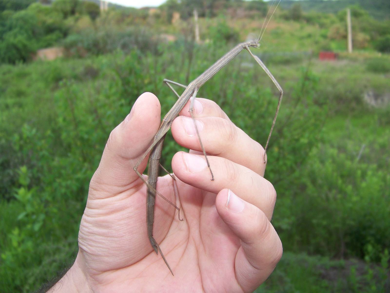 Giant stick insect