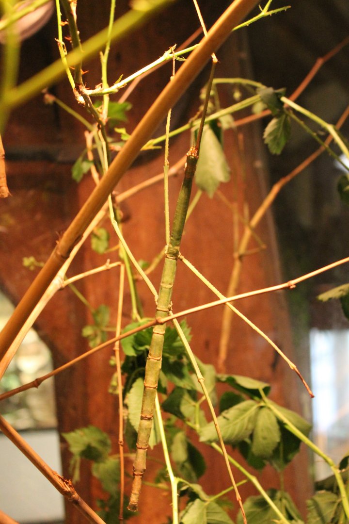 Giant stick insect