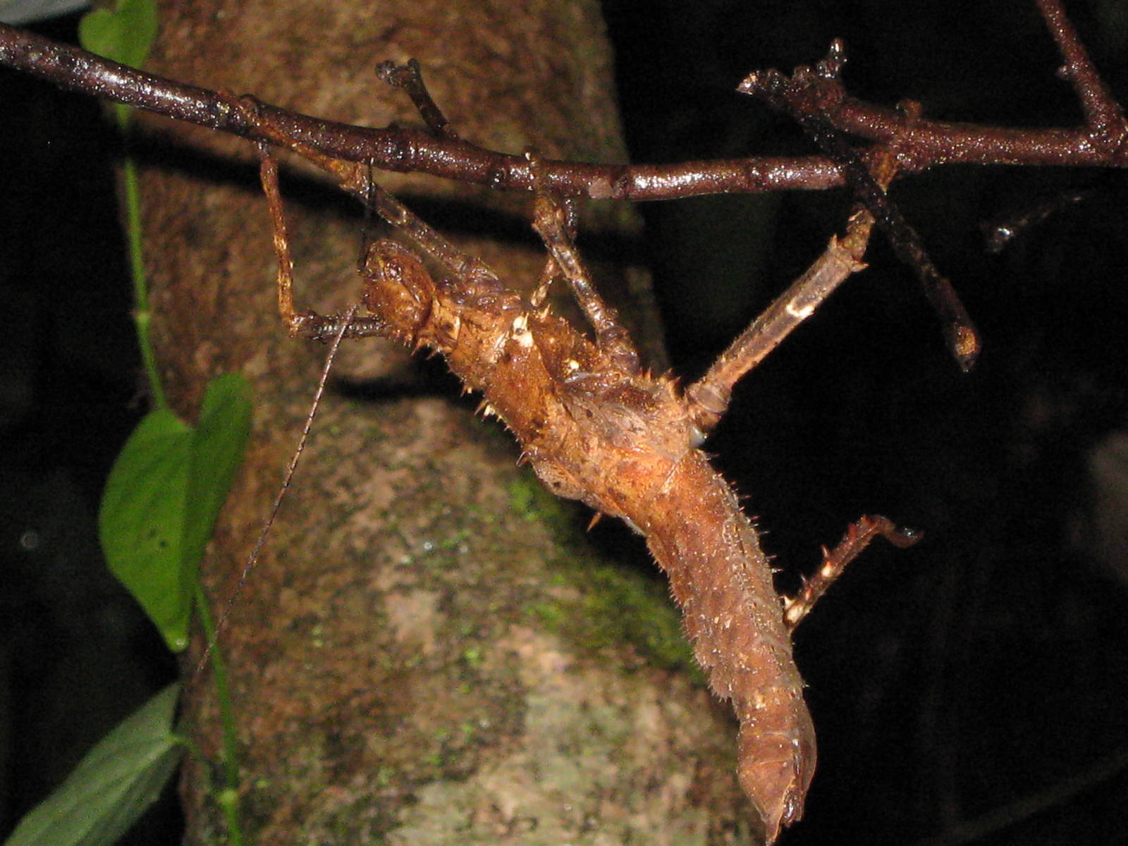 giant stick insect
