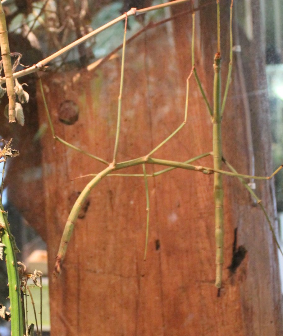 Giant stick insects