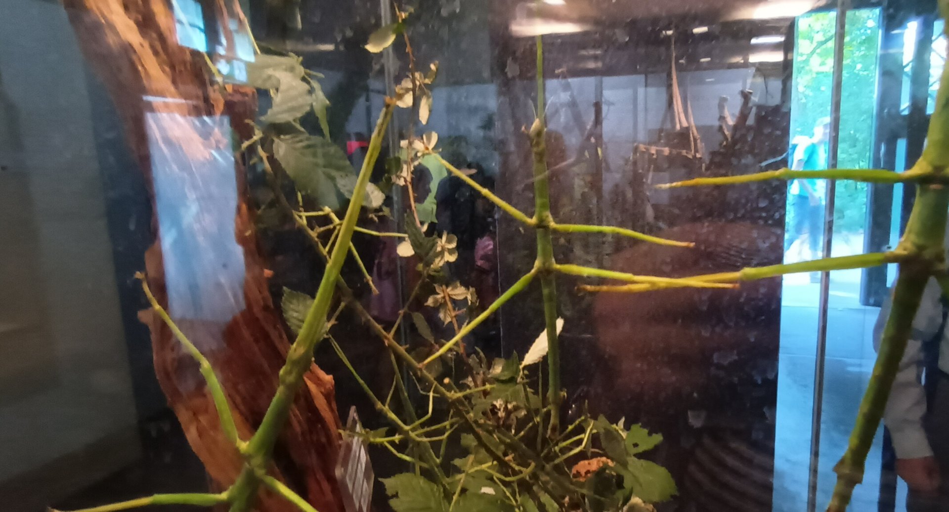Giant Stick Insects