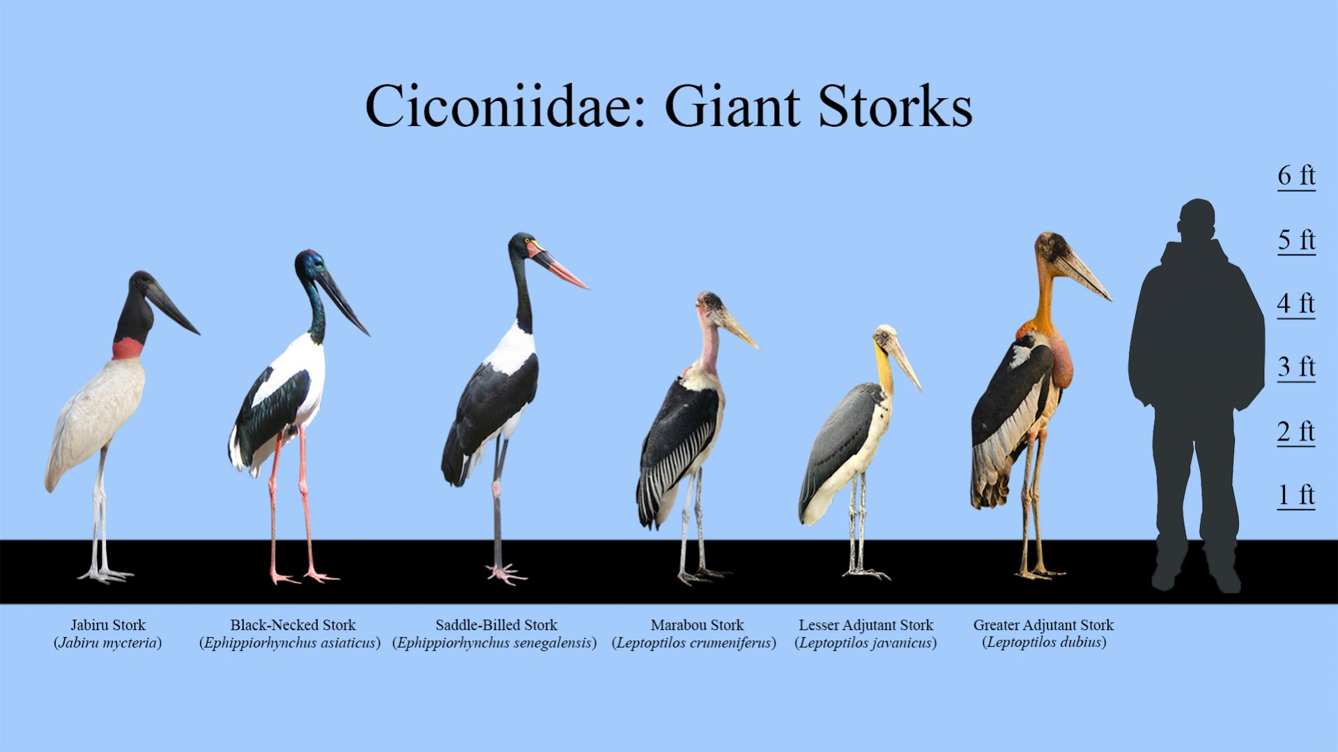 Giant Storks Size Chart