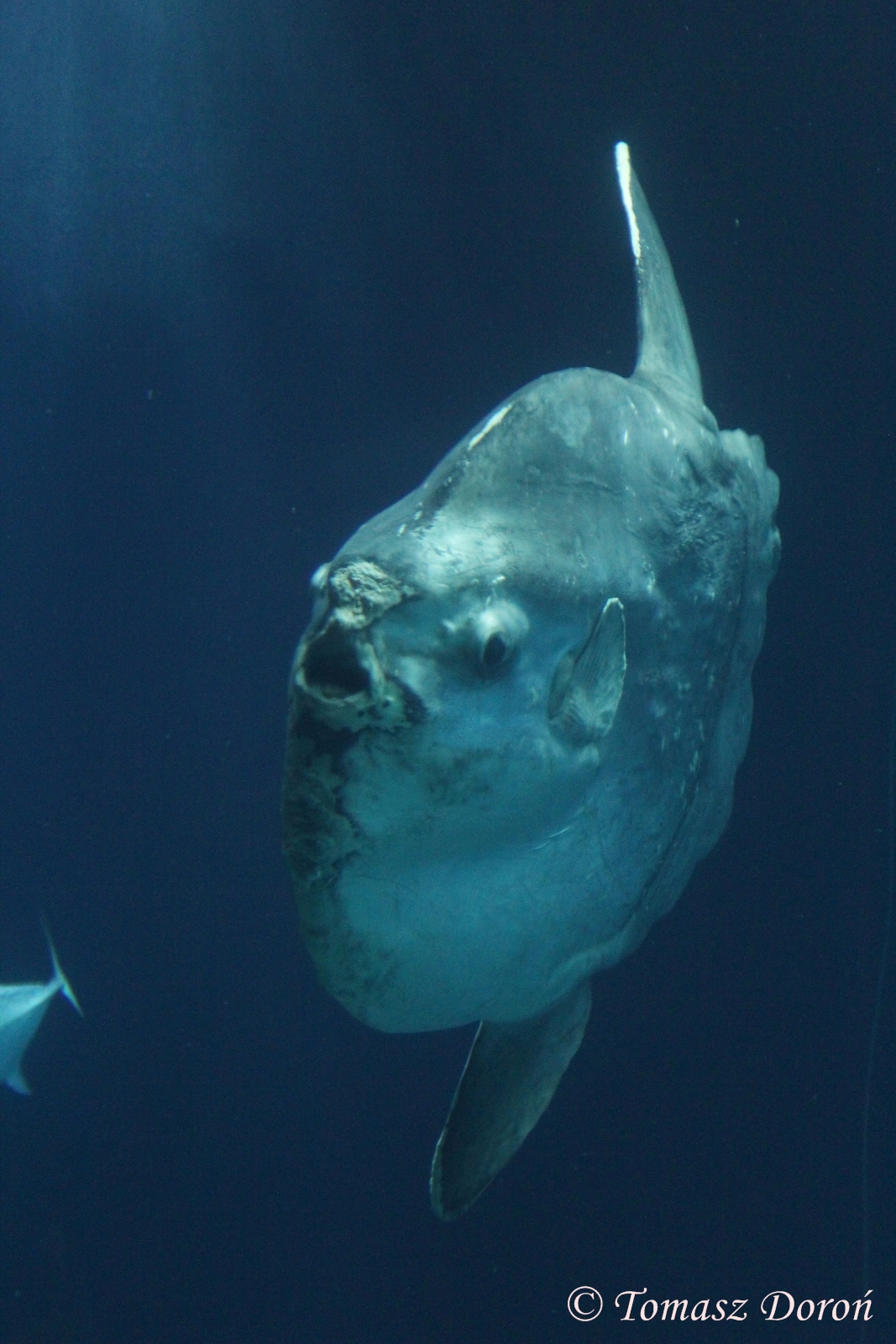 Giant Sunfish (Mola mola), April 2016