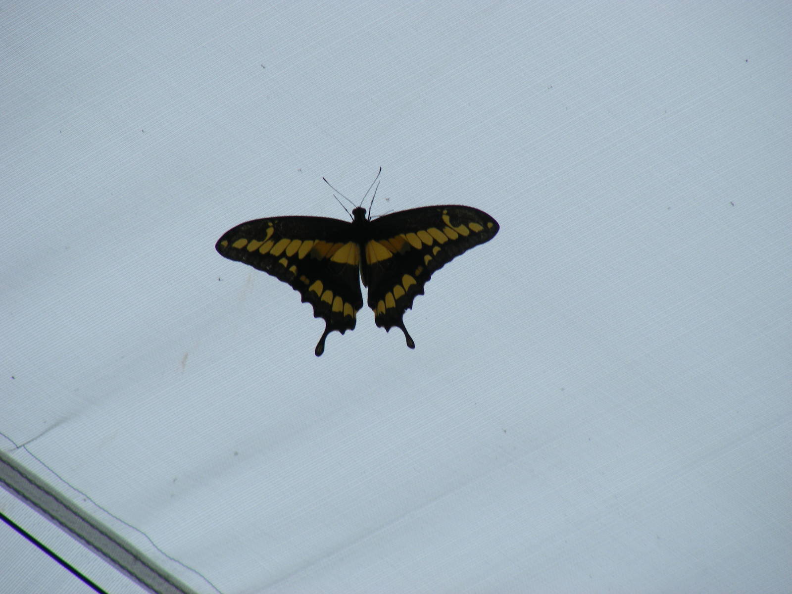 Giant swallowtail butterfly (?) at Bristol Zoo, 1 August 2010