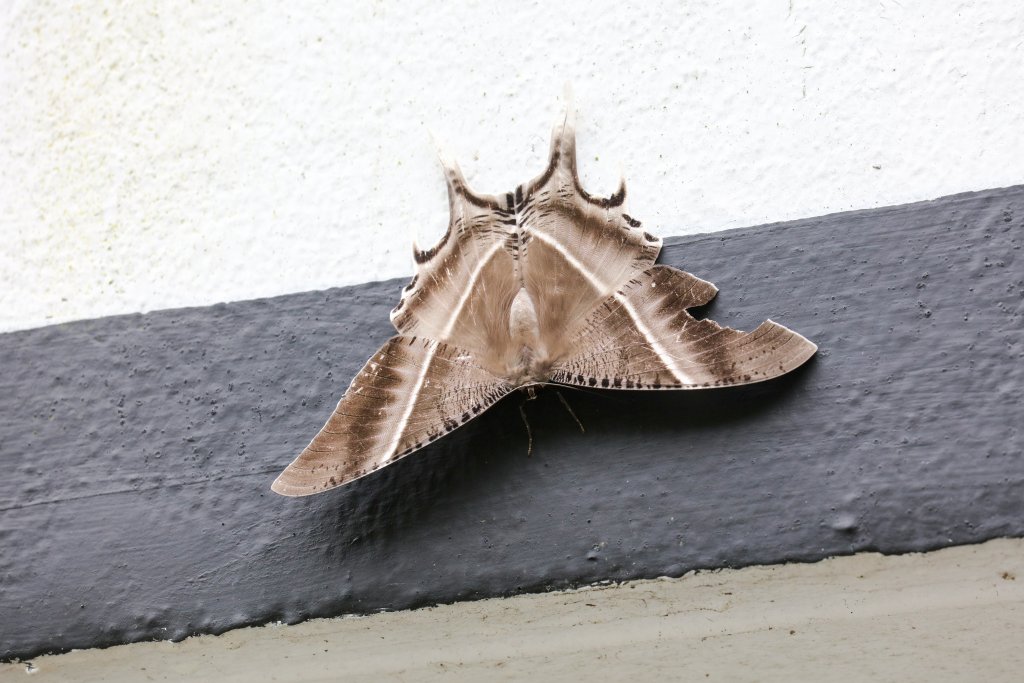 Giant Swallowtail Moth (Lyssa zampa)