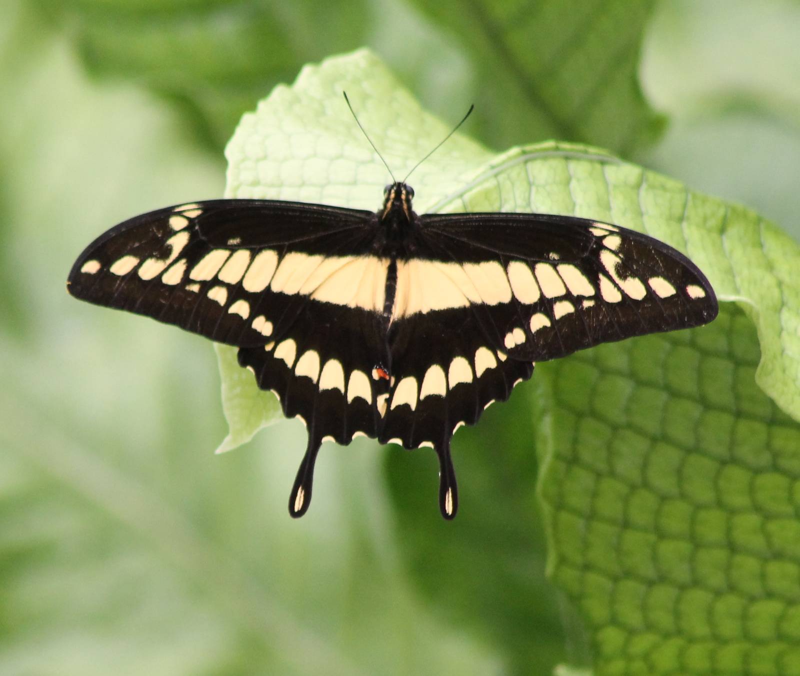 Giant swallowtail