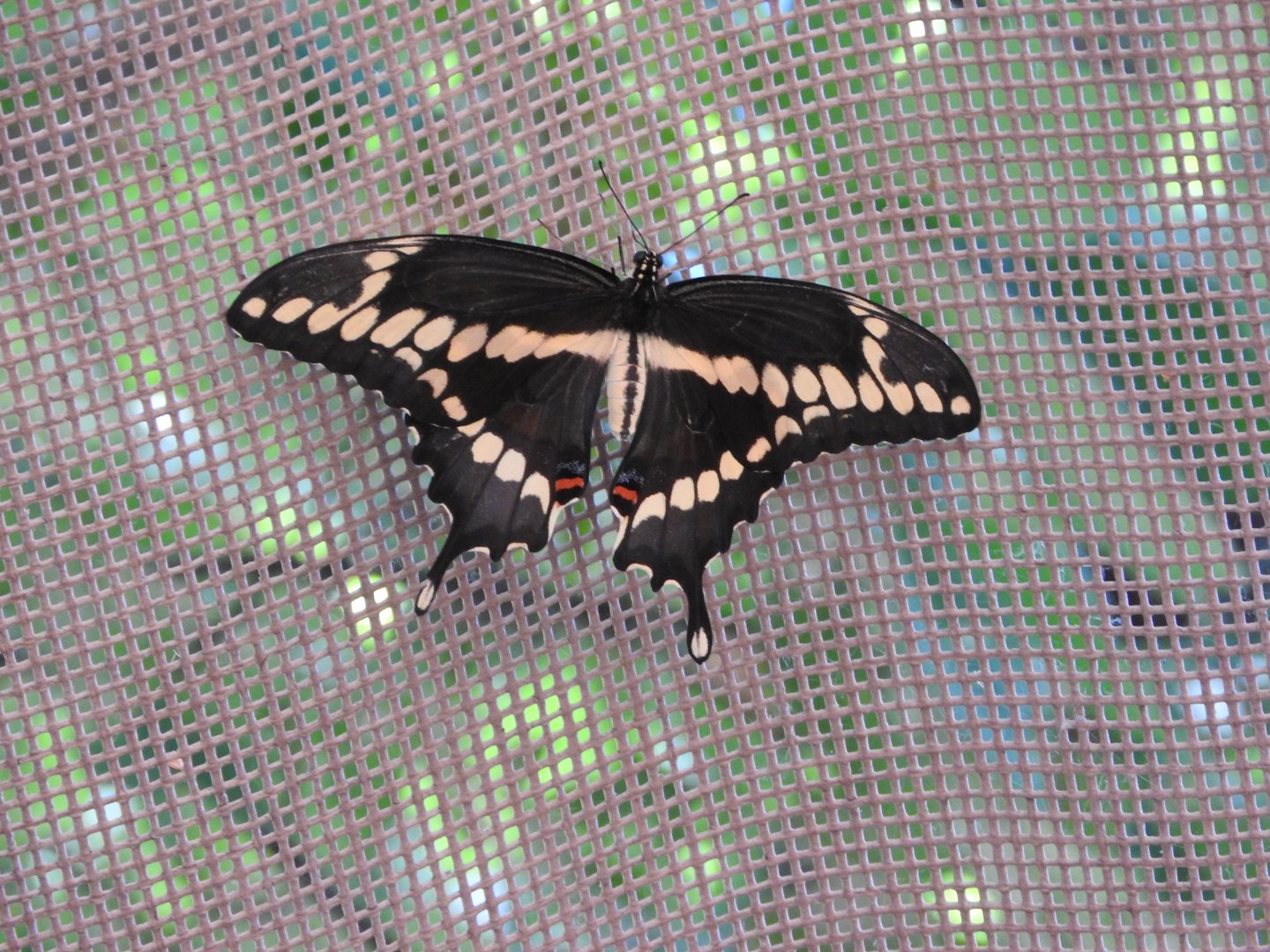 Giant Swallowtail