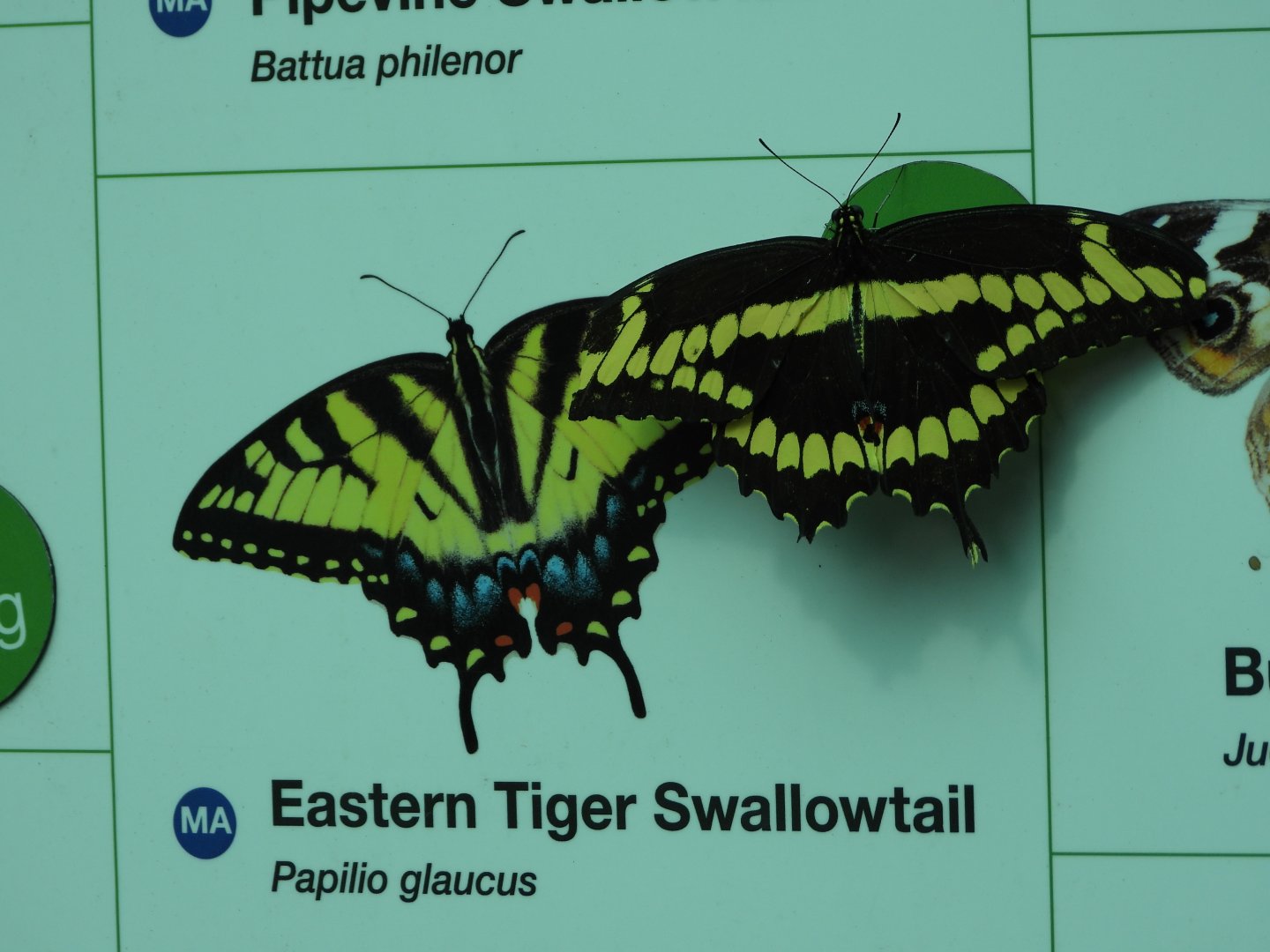 Giant swallowtail