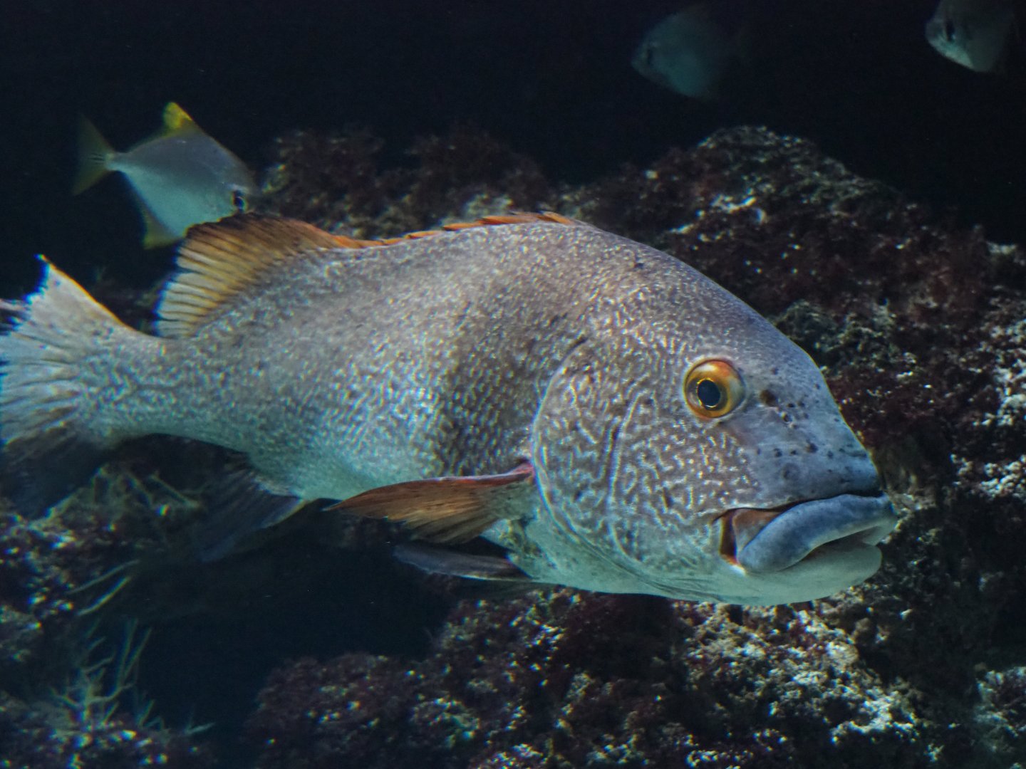 Giant sweetlips (Plectorhinchus albovittatus), 2020-05-24