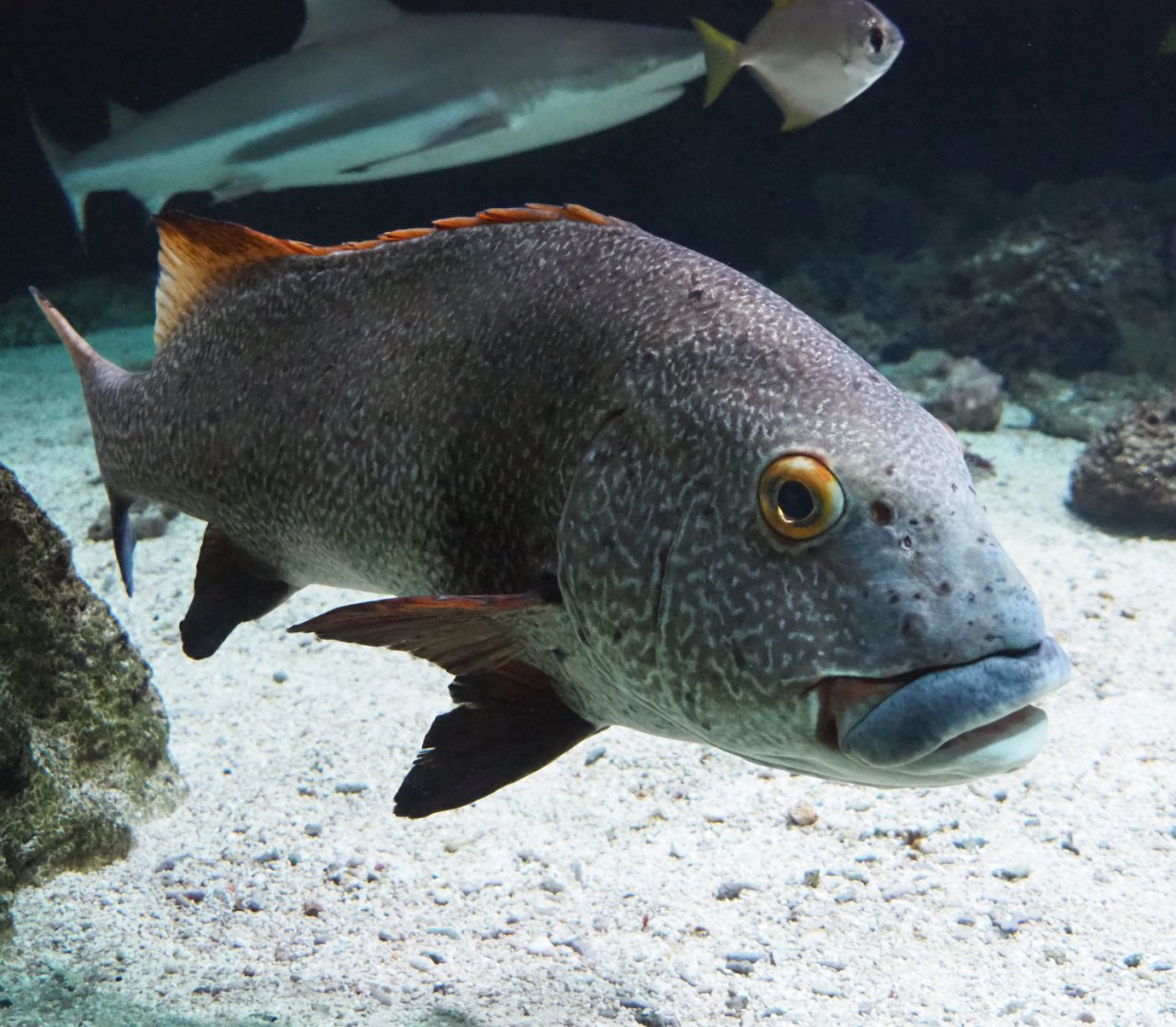 Giant sweetlips (Plectorhinchus albovittatus), 2020-06-28