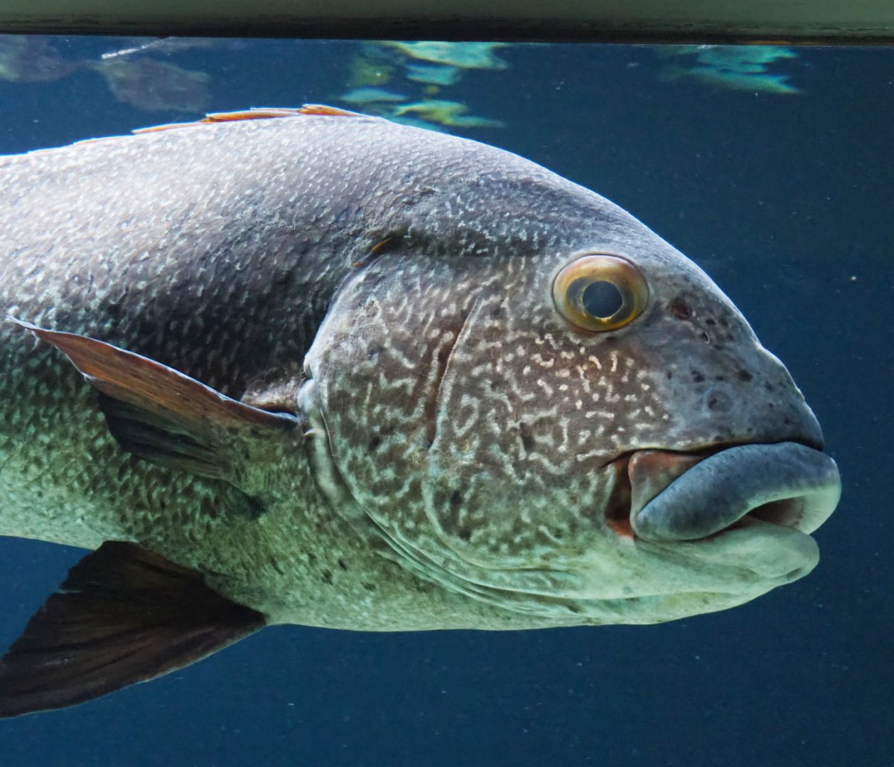 Giant sweetlips (Plectorhinchus albovittatus), 2020-09-20