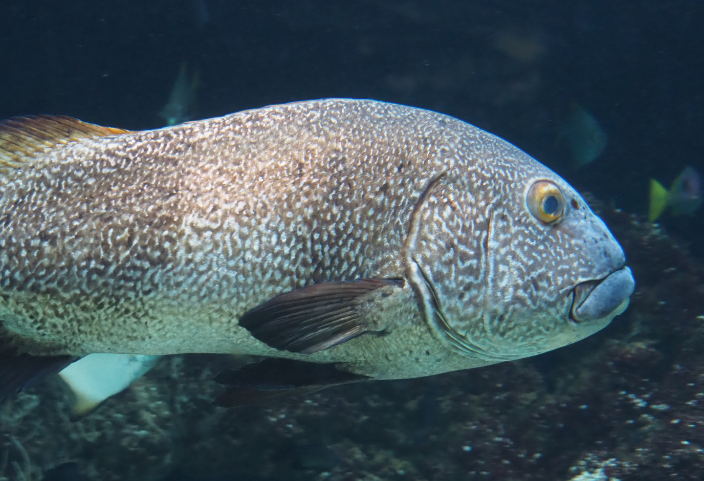 Giant sweetlips (Plectorhinchus albovittatus), 2021-07-17
