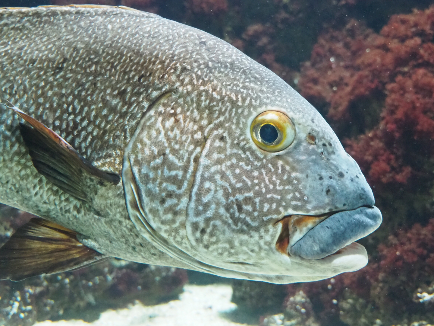 Giant sweetlips (Plectorhinchus albovittatus), 2023-07-02
