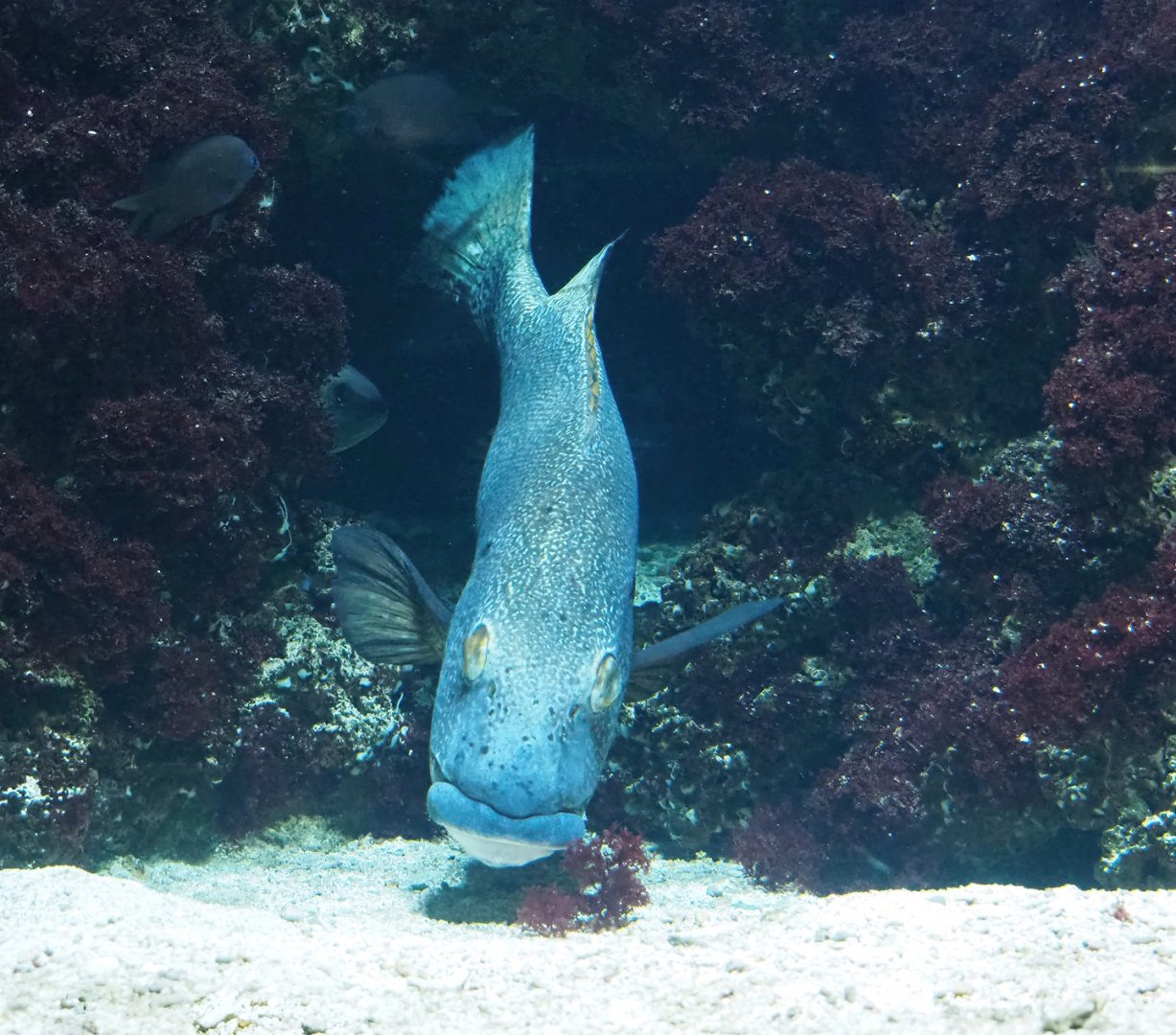 Giant sweetlips (Plectorhinchus albovittatus), 2024-02-17