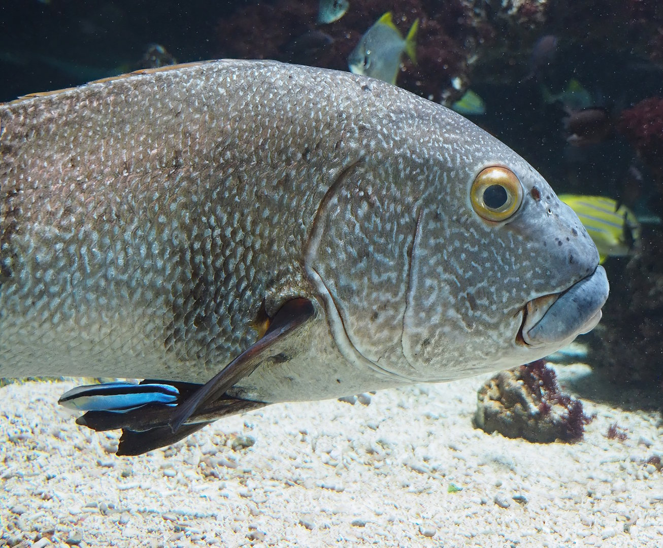 Giant sweetlips (Plectorhinchus albovittatus) and Bluestreak cleaner wrasse (Labroides dimidiatus), 2022-09-04