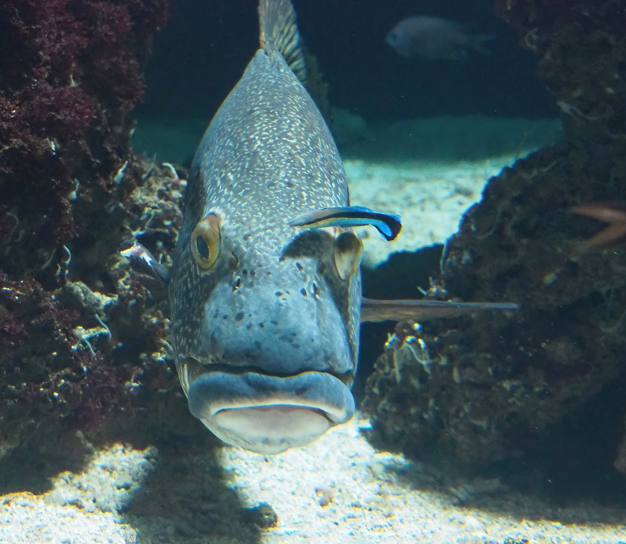Giant sweetlips (Plectorhinchus albovittatus) and Bluestreak cleaner wrasse (Labroides dimidiatus), 2023-04-08