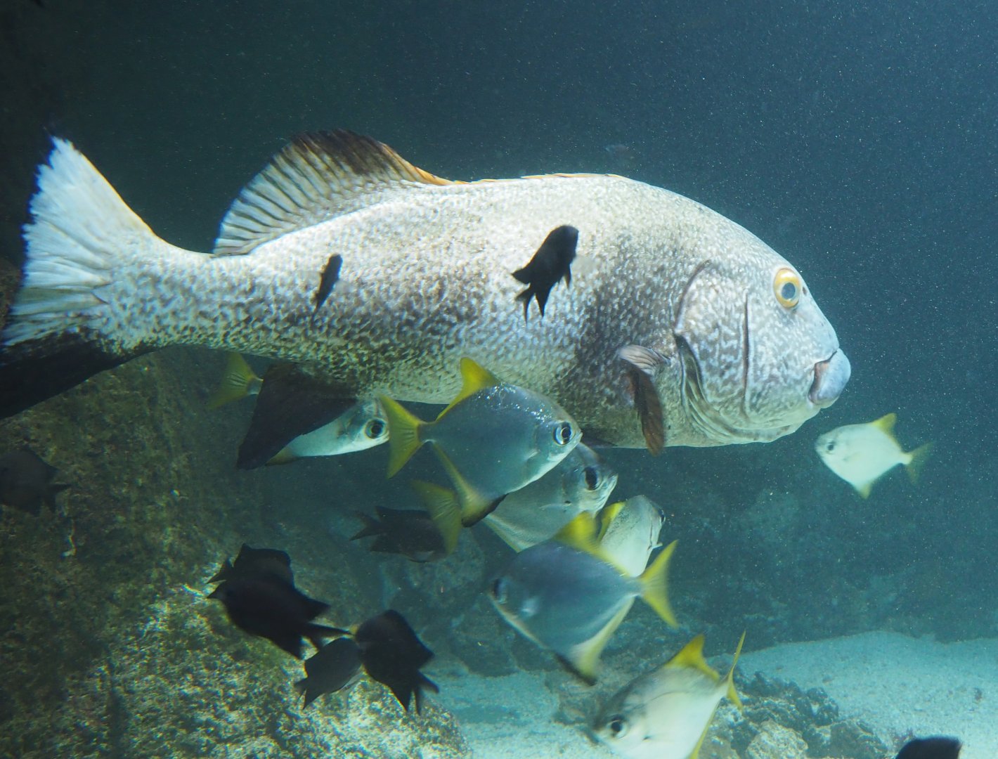 Giant sweetlips (Plectorhinchus albovittatus) and Silver moonies (Monodactylus argenteus), 2021-06-12