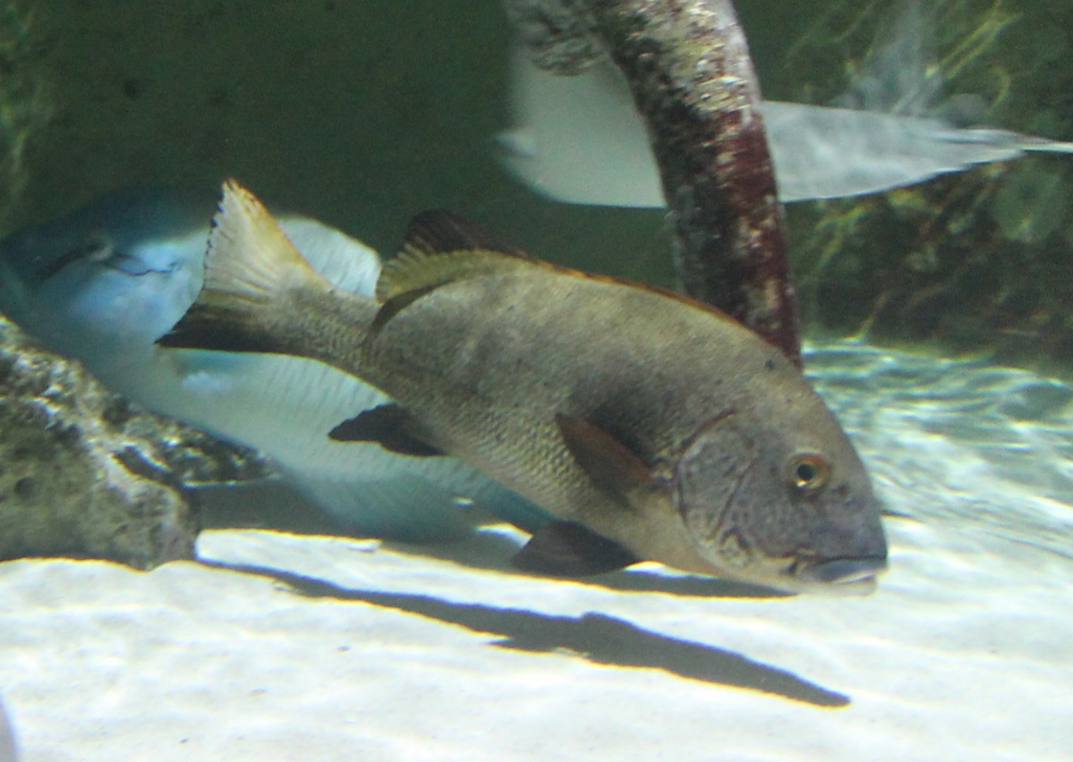 Giant sweetlips - Plectorhinchus albovittatus