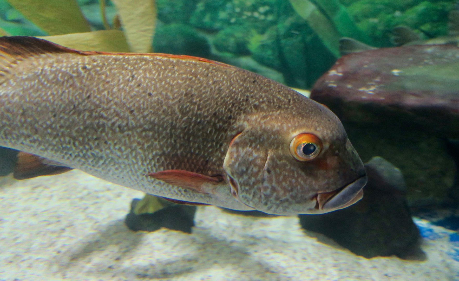 Giant Sweetlips (Plectorhinchus albovittatus)
