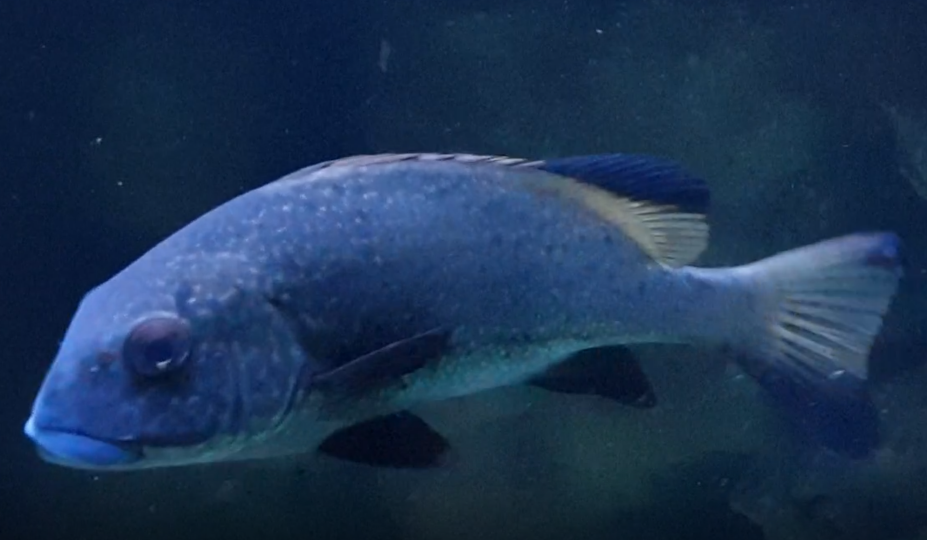 Giant sweetlips - Plectorrhynchus obscurus